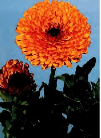 CALENDULA ARANCIO MARRONE NR.300 SEMI - Foto 2